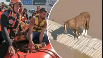 Horse stuck on roof saved, becomes beloved by nation.