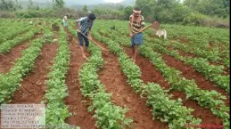 Problems with water and low farm prices are key concerns in Koraput LS constituency.