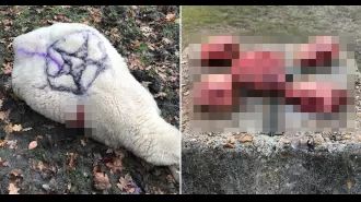 Sheep slaughtered and mutilated in Satanic ceremony.