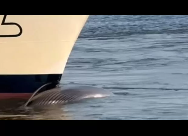 Ship arrives at dock with deceased whale on front of vessel.
