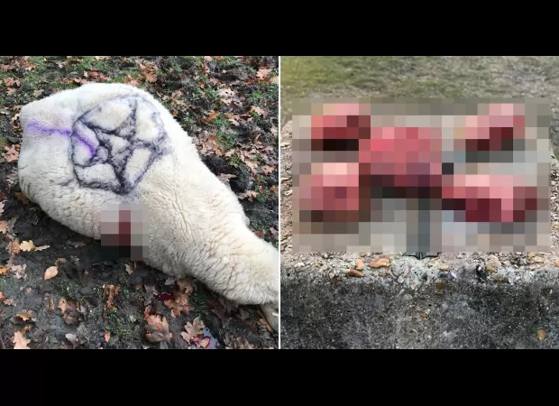 Sheep slaughtered and mutilated in Satanic ceremony.