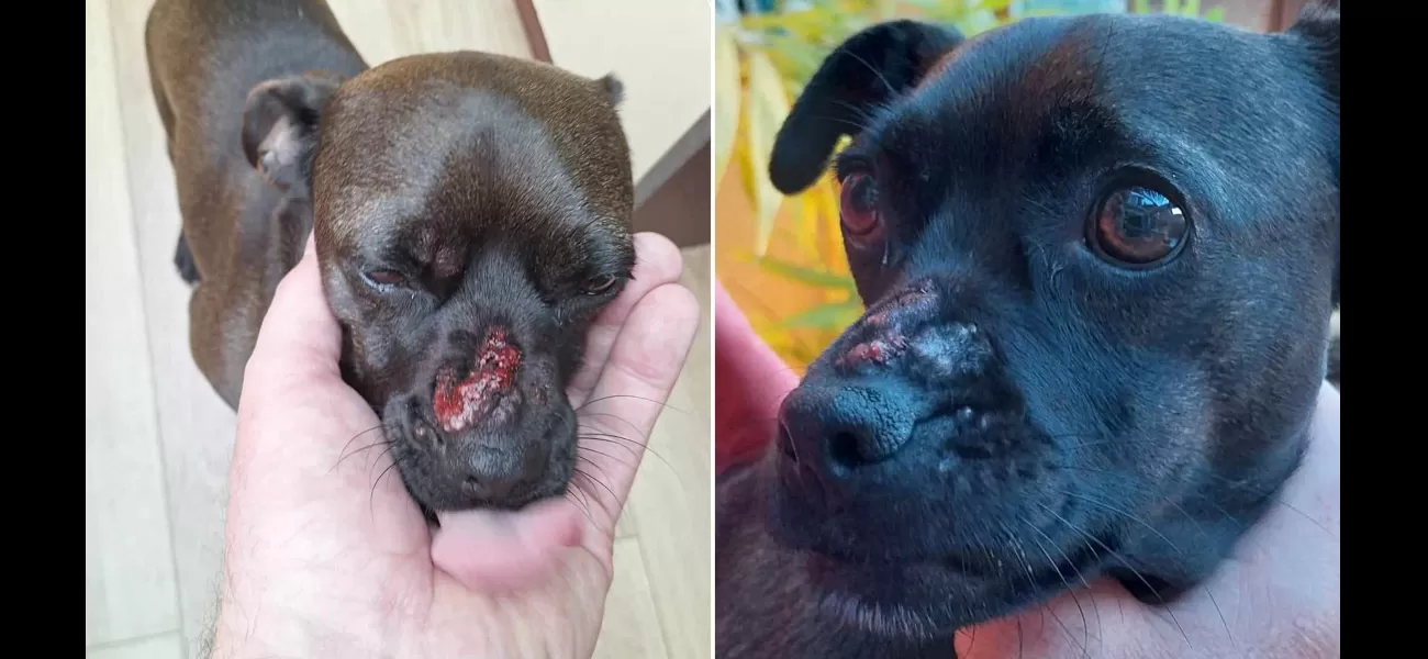 A mixed breed dog in the UK develops painful blisters from contact with the country's most hazardous plant.