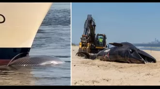 A cruise ship has arrived at port with a deceased endangered whale trapped on its front end.