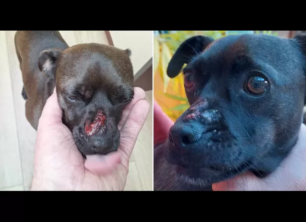 A mixed breed dog in the UK develops painful blisters from contact with the country's most hazardous plant.