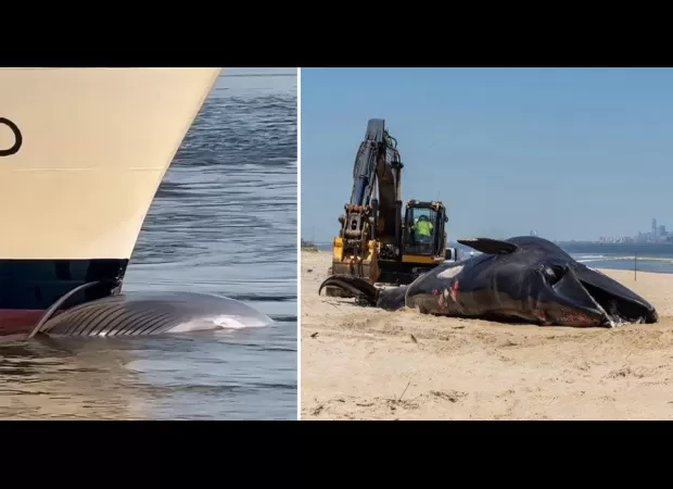 A cruise ship has arrived at port with a deceased endangered whale trapped on its front end.