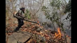 Authorities work hard to stop both wildfires and the illegal harvesting of trees in forests.