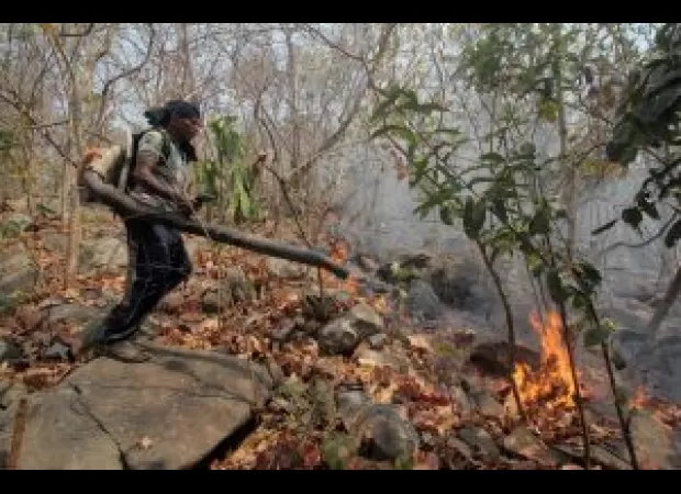 Authorities work hard to stop both wildfires and the illegal harvesting of trees in forests.