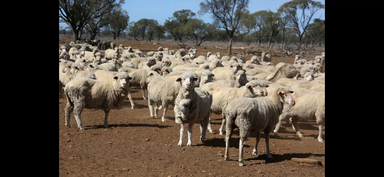 Farmers criticize halt of live sheep export, calling it a fast track to disaster.