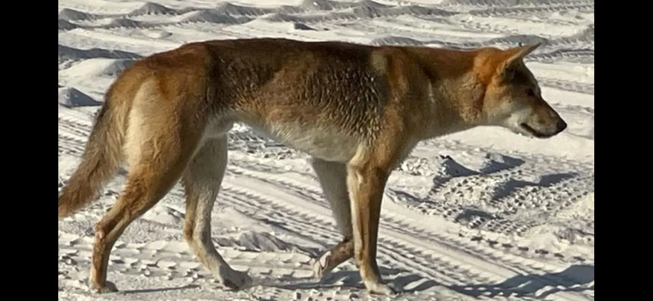 Officials are looking into claims that a dingo was killed with a speargun on K'gari.