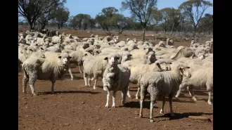 Farmers criticize halt of live sheep export, calling it a fast track to disaster.