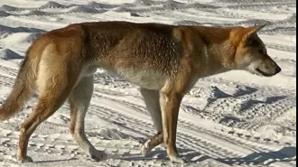 Officials are looking into claims that a dingo was killed with a speargun on K'gari.