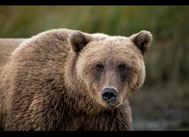 Humans and bears have a conflicting relationship, highlighting the importance of showing kindness.