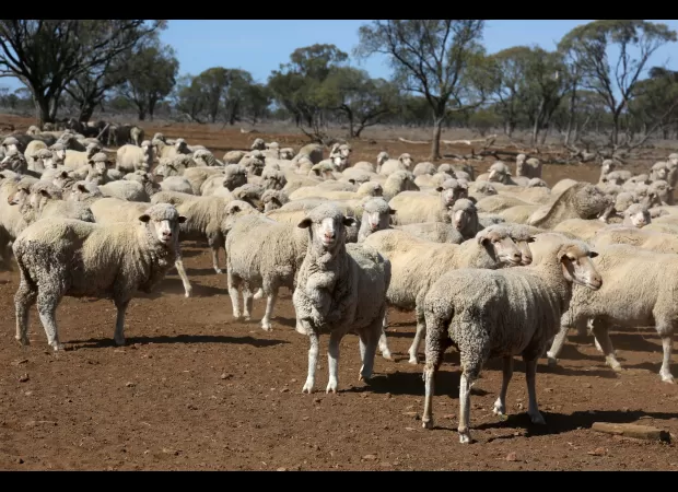 Farmers criticize halt of live sheep export, calling it a fast track to disaster.