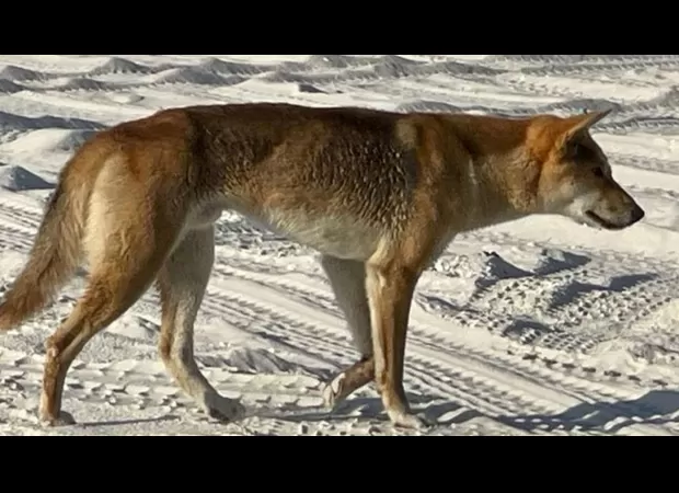 Officials are looking into claims that a dingo was killed with a speargun on K'gari.