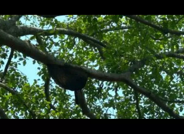 Three people were critically injured and six people were hurt in an attack by a swarm of bees.