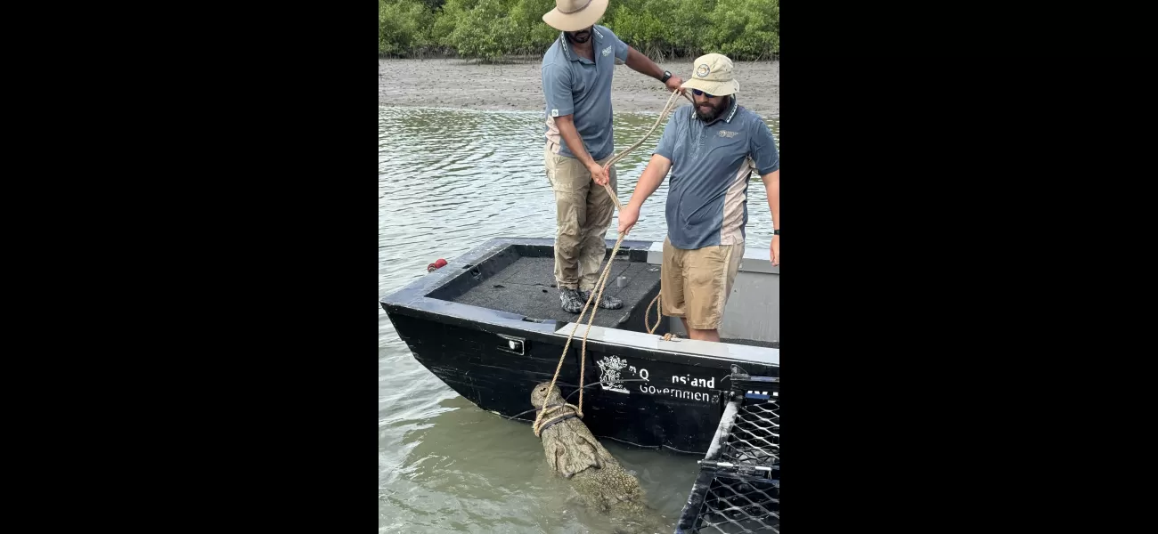Officials in Queensland successfully capture a large and aggressive crocodile.