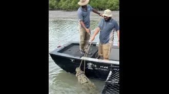 Officials in Queensland successfully capture a large and aggressive crocodile.