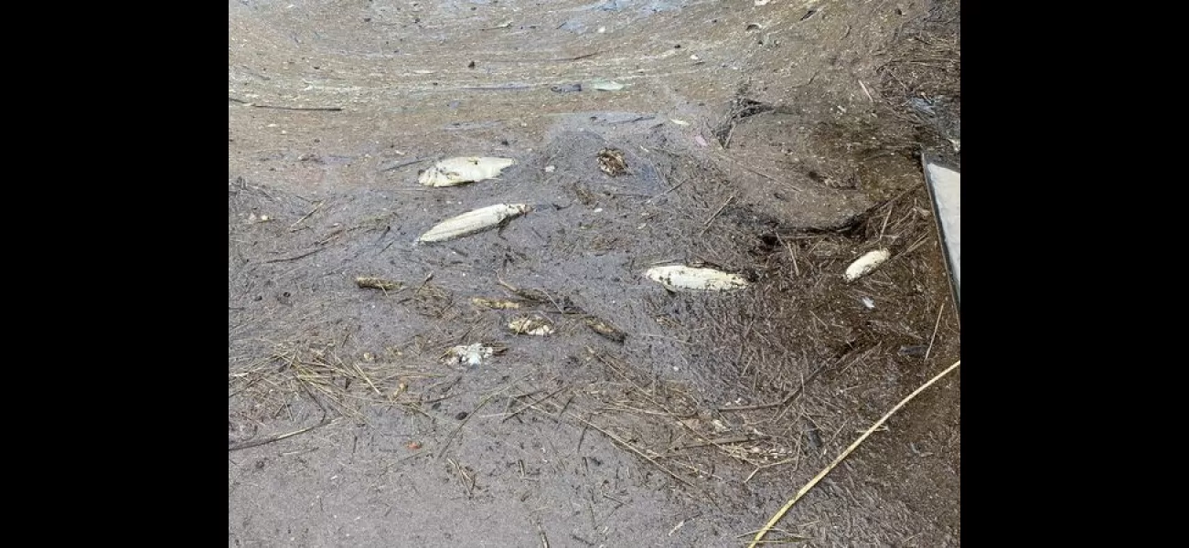 Dead fish line WA riverbanks in large numbers.