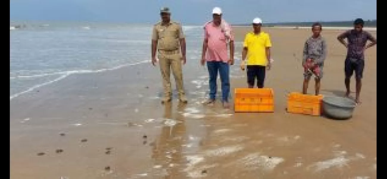 Over 250 Olive Ridley hatchlings were set free at Dagara beach.