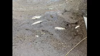 Dead fish line WA riverbanks in large numbers.