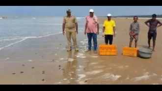 Over 250 Olive Ridley hatchlings were set free at Dagara beach.