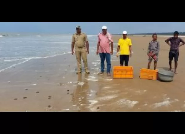 Over 250 Olive Ridley hatchlings were set free at Dagara beach.