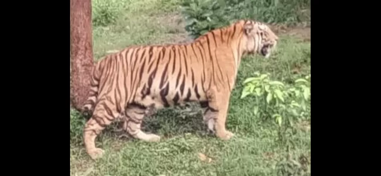 Four tiger cubs crushed by mother's weight.