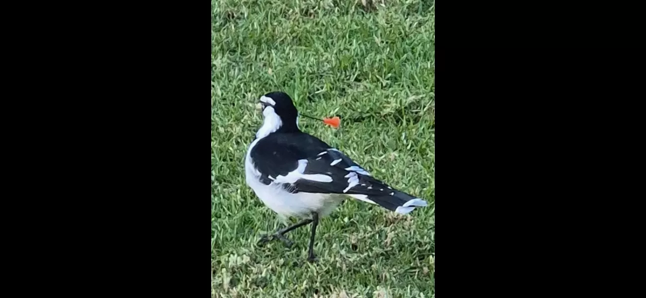 Fourth magpie found impaled with a blow gun dart, raising concerns about potential copycat attacks.