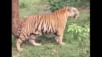 Four tiger cubs crushed by mother's weight.