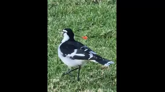 Fourth magpie found impaled with a blow gun dart, raising concerns about potential copycat attacks.