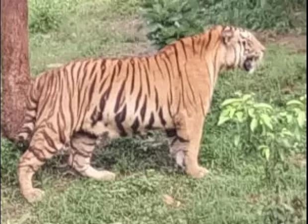 Four tiger cubs crushed by mother's weight.