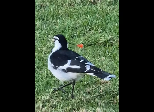 Fourth magpie found impaled with a blow gun dart, raising concerns about potential copycat attacks.
