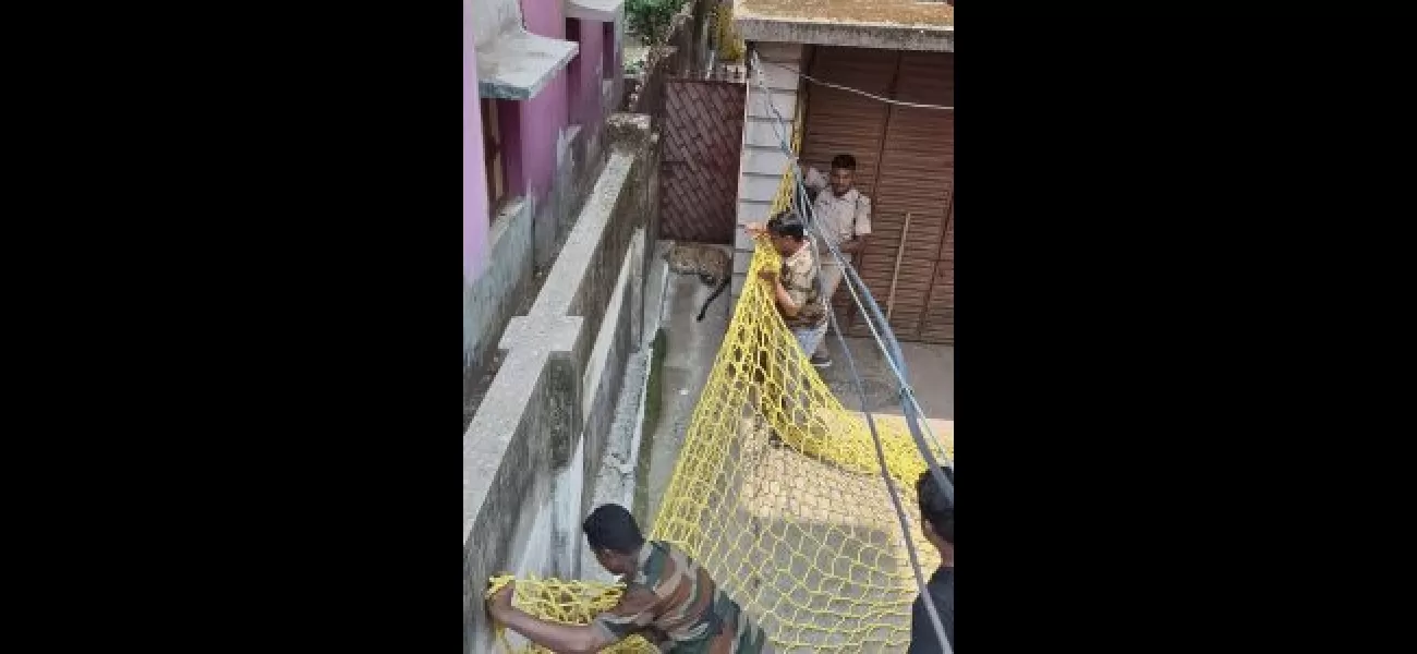 A leopard wandered into Baripada and was caught.