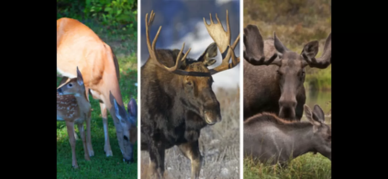 New research shows that chronic wasting disease does not pose a threat to humans.