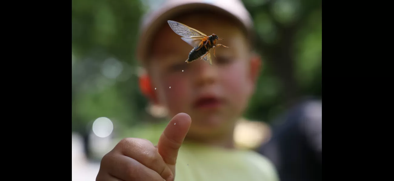 Cicadas appear ahead of schedule in Chicago after 17 years. It's a significant event for the region.