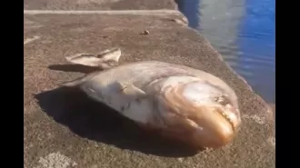 Piranhas swarm city streets during flood.