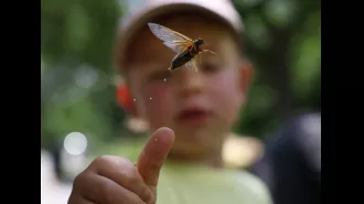 Cicadas appear ahead of schedule in Chicago after 17 years. It's a significant event for the region.