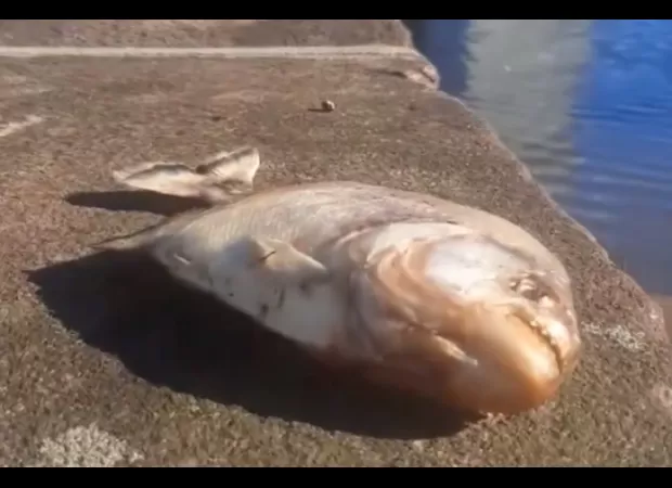 Piranhas swarm city streets during flood.