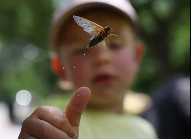 Cicadas appear ahead of schedule in Chicago after 17 years. It's a significant event for the region.
