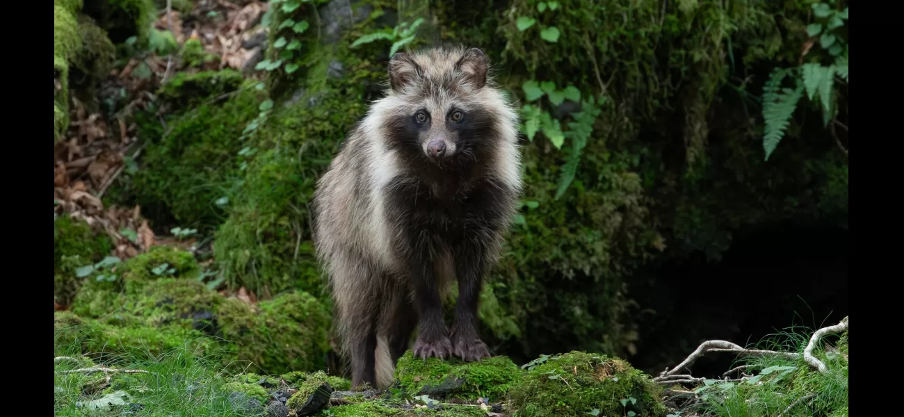 Tokyo sees rise in raccoon population, causing them to become a problem by damaging crops.