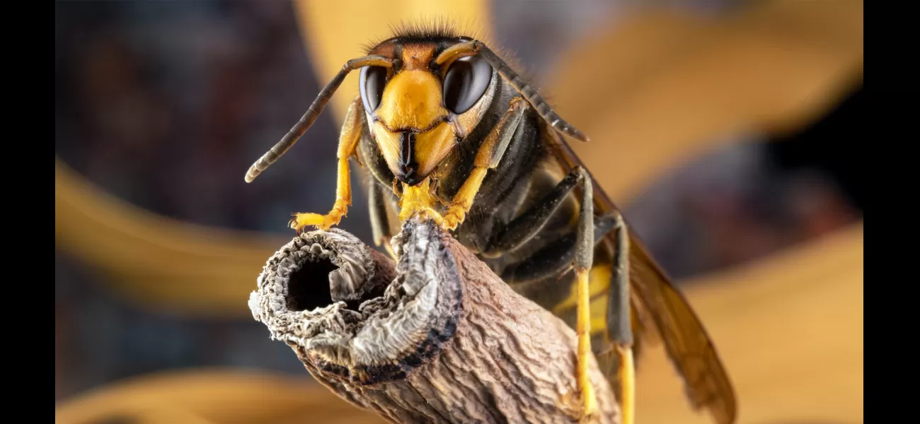 Prepare for increase of Asian hornets in UK