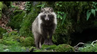 Tokyo sees rise in raccoon population, causing them to become a problem by damaging crops.