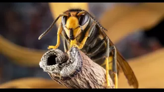 Prepare for increase of Asian hornets in UK