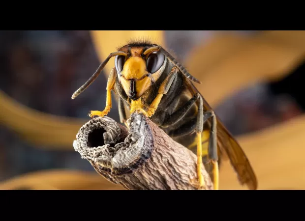 Prepare for increase of Asian hornets in UK