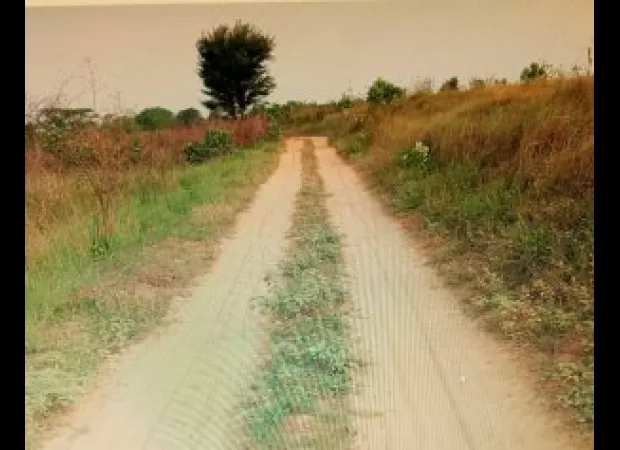 A satellite survey has discovered major fraud in the cultivation of rice.