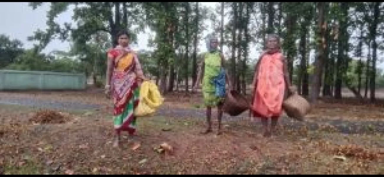 Tribal people selling sal seeds at a low price due to financial difficulties, benefiting traders.