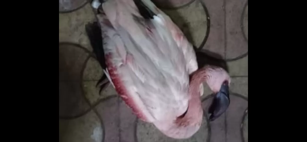 Nearly 30 flamingos were discovered dead in Mumbai.