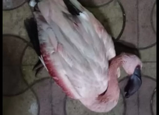 Nearly 30 flamingos were discovered dead in Mumbai.