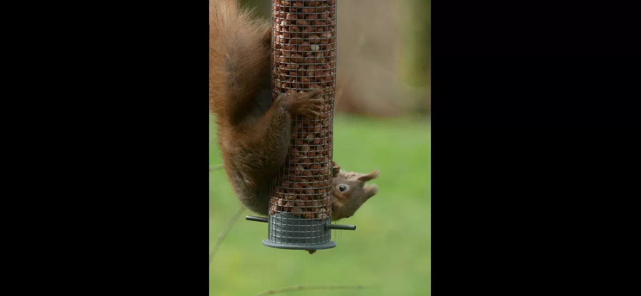 Initiative aims to boost numbers of red squirrels in western Scotland.