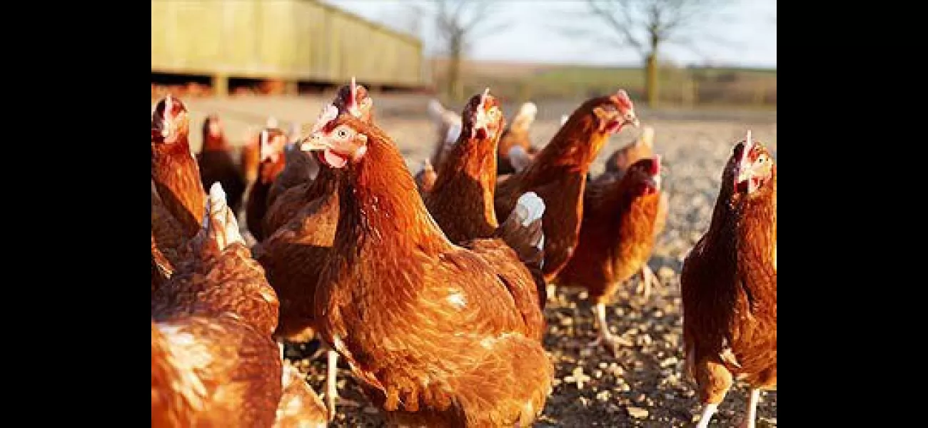 Bird flu found on egg farm in Victoria, Australia.
